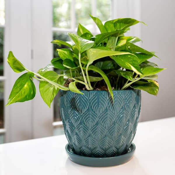 Colusa Small Teal Leaf Textured Ceramic Planter with Drainage Hole and Attached Saucer (8 in. L x 8 in. W x 7.3 in. H)