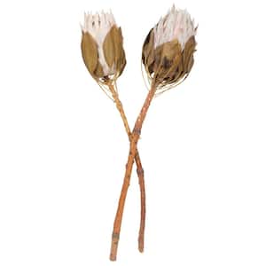 11- 13 in. Blush Pink Non- Artificial Preserved King Protea Flower Stem, Includes 2 per Pack