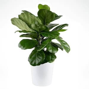 Fiddle Leaf Fig Indoor Plant in 10 in. Decor Pot, Avg. Shipping Height 1-2 ft. Tall