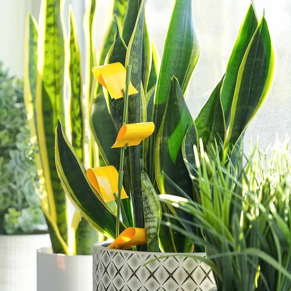 Safer Brand Houseplant Sticky Stakes 7 pk