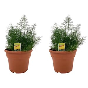 1.5 Qt. Herb Plant Dill in 6 In. Deco Pot (2-Plants)