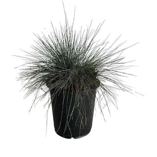 1 gal. Elijah Blue Dwarf Fescue Grass with Tan Grass Blooms