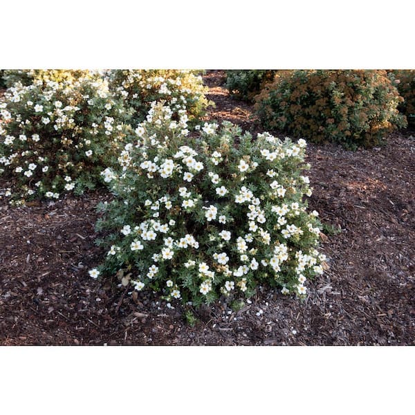 Jumbo Pint Bella Bianca Potentilla Live Shrub, Pure White Flowers