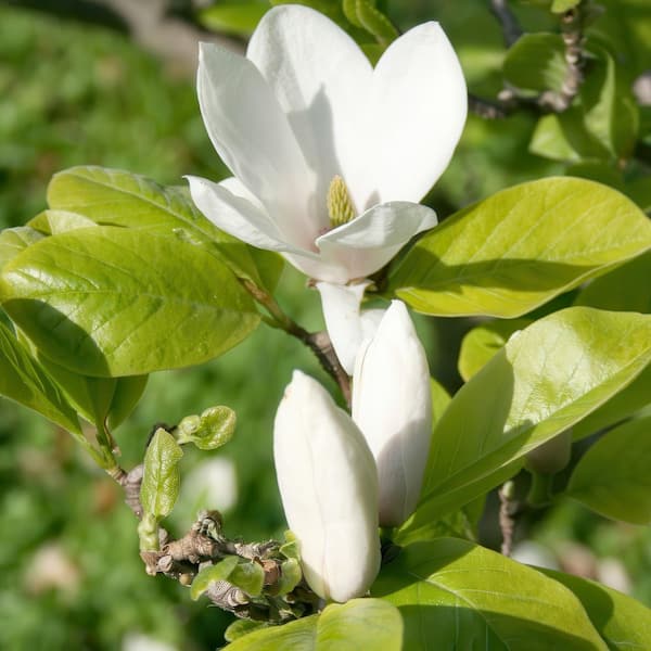 national PLANT NETWORK 2 gal. Magnolia Moonglow HD2656 - The Home