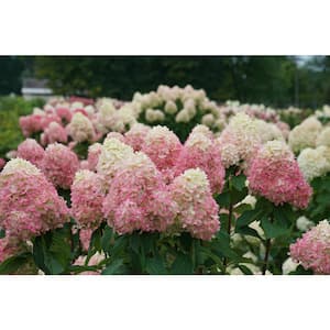 3 Gal. Limelight Prime Hydrangea (Arborescens) Live Shrub, Green and Pink Flowers