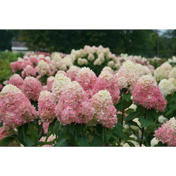 PROVEN WINNERS 3 Gal. Limelight Prime Hydrangea (Arborescens) Live Shrub, Green and Pink Flowers