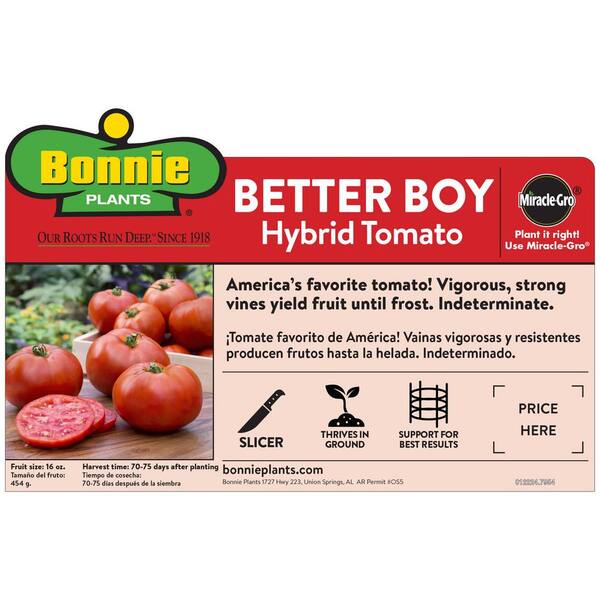 Bonnie Plants 19 3 Oz Better Boy Tomato Plant 0201 The Home Depot
