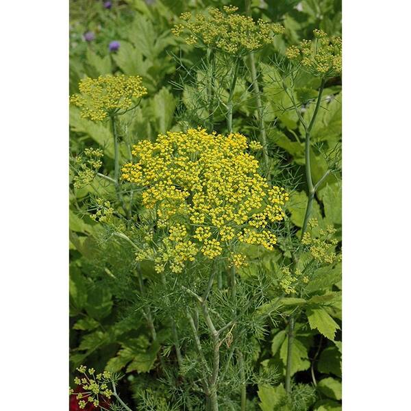 PROVEN WINNERS Hedger Dill, Live Plant, Herb, 4.25 in. Grande