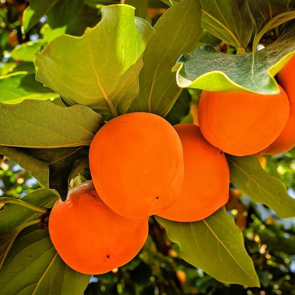 Imoto Fuyu Persimmon Non Astringent Fruit Tree