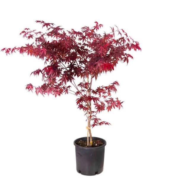 Online Orchards 2 Gal. Red Emperor Japanese Maple Tree With Dark Red Foliage Turning To Bright Scarlet in Autumn