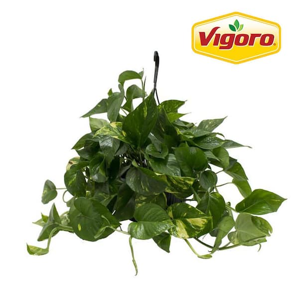 Vigoro Golden Pothos Plant in 10 in. Hanging Grower Pot, Avg. Shipping Height 12-20 in. Tall