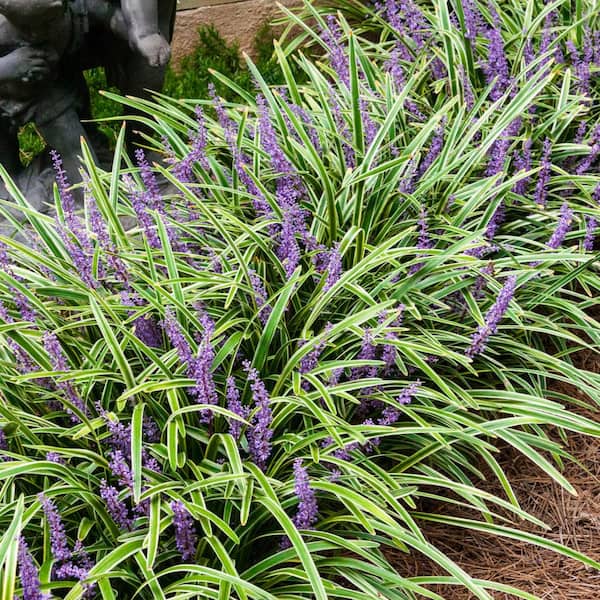 DIRECT GARDENING Variegated Liriope Dormant Bare Root Perennial Groundcover Starter Plant Roots (3-Pack)