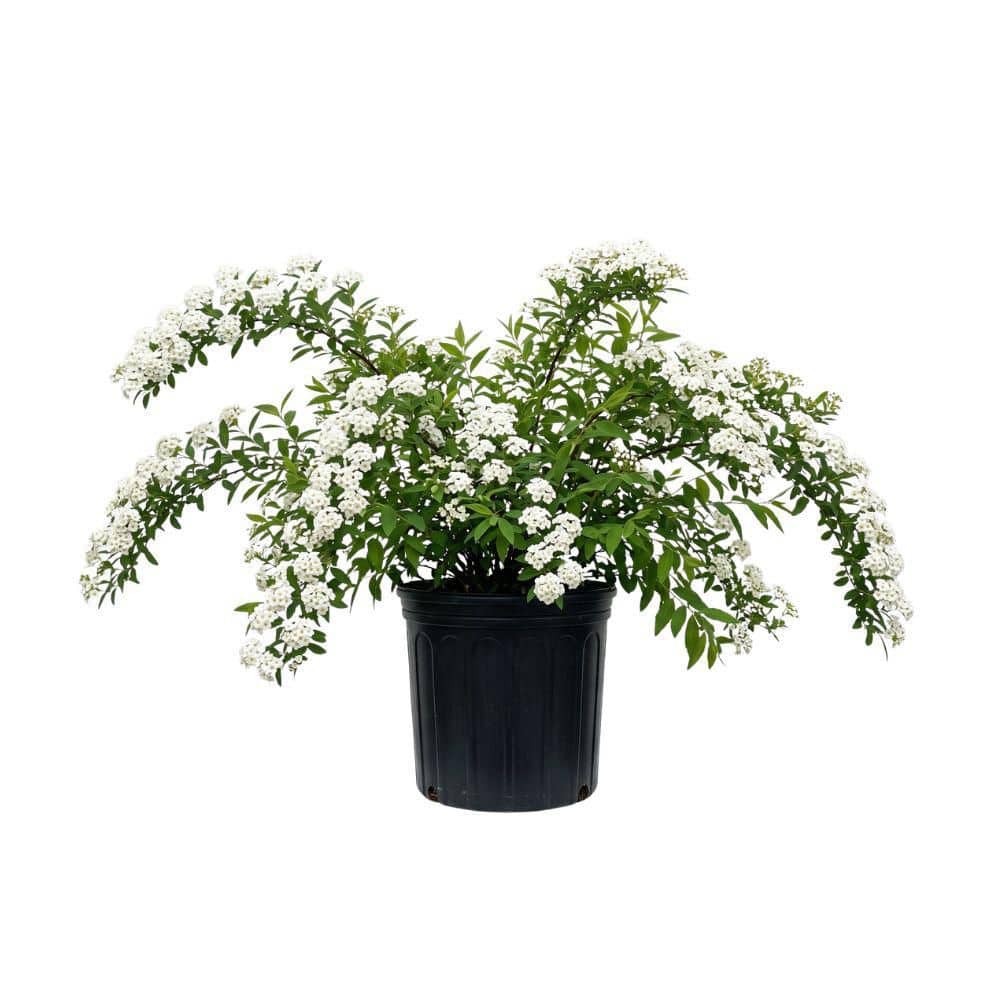 national-plant-network-shrubs-