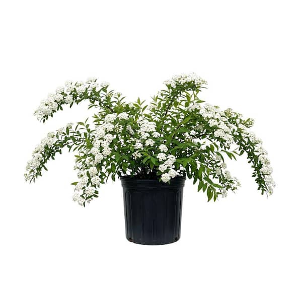 national PLANT NETWORK 2.25 Gal. Spirea Reeves Shrub with White