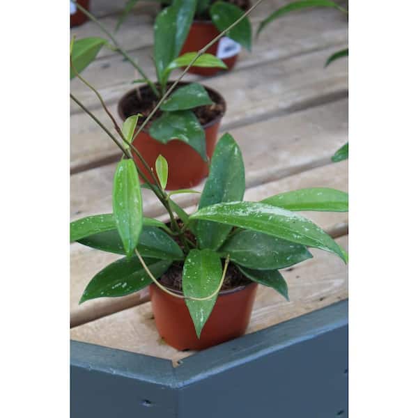 Wekiva Foliage Hoya Silver Splash Plant-Live Plant in a 4 in. Pot