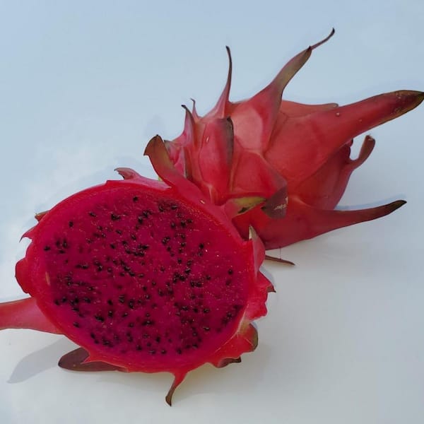 Wekiva Foliage Edgar's Baby Dragon Fruit Tree - 4 Live Starter Plants -  Hylocereous Undatus - Edible Tropical Fruit Plant from Florida  EdgarsBabyDragonFruitTree2x4 - The Home Depot