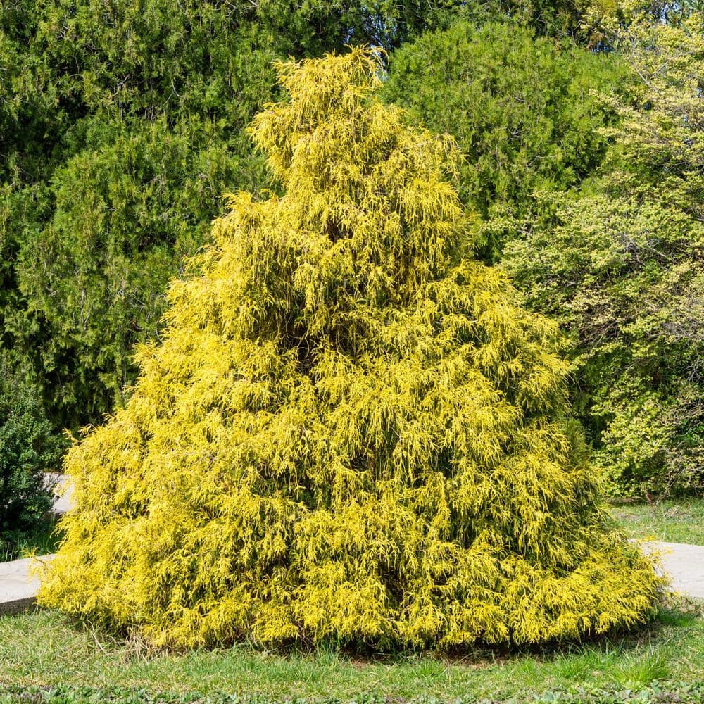 Gold Mop Cypress Evergreen Shrub in #1 Container