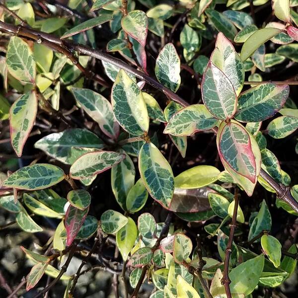 Unbranded 2.5 Qt. Variegated Asiatic Jasmine - Live Groundcover Plant