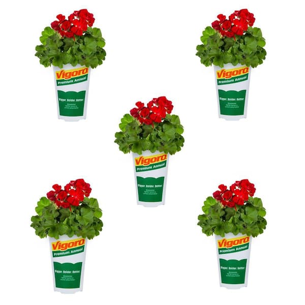 box plant 2025 Subscription Box Plants List