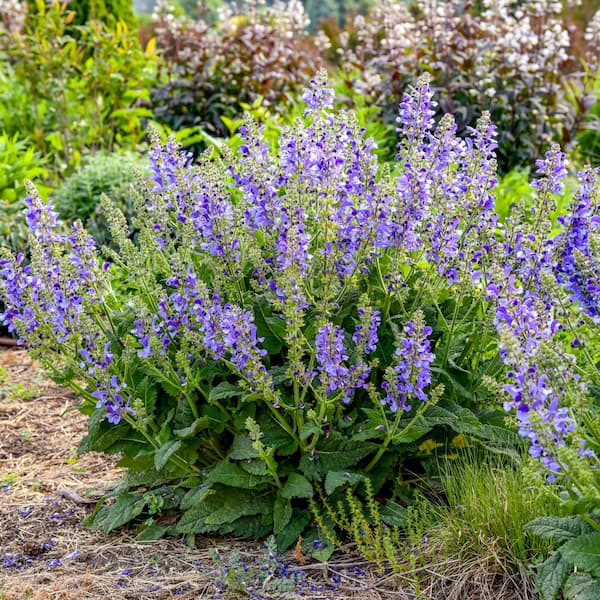 DIRECT GARDENING Fashionista Midnight Model Blue Flowering Salvia Dormant Bare Root Perennial Starter Plant Root (1-Pack)
