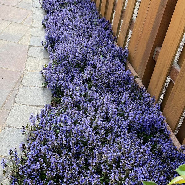 Emblut Ajuga Flowering Perennial Groundcover Starter Plant (1-Pack)