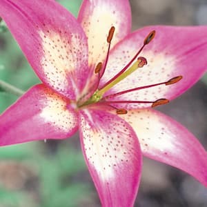 2.5 Qt. Perfect Joy Pink Asiatic Lily Plant