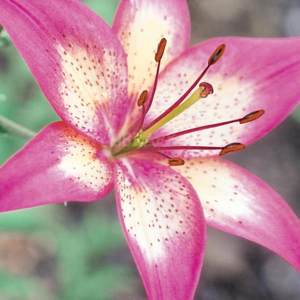 METROLINA GREENHOUSES 2.5 Qt. Perfect Joy Pink Asiatic Lily Plant 