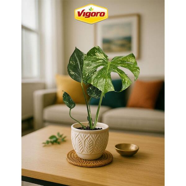philodendron dragon variegata Philodendron 