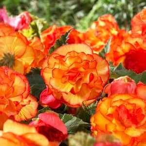 Bare Roots, Begonia Picotee Sunburst Flower Bulbs (Bag of 30)