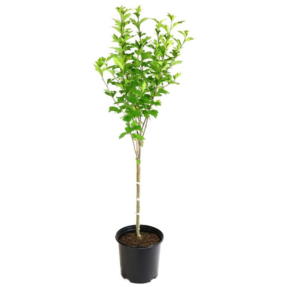 Sugar Tip Pink Hibiscus Tree with Variegated Foliage in 1 Gallon Container