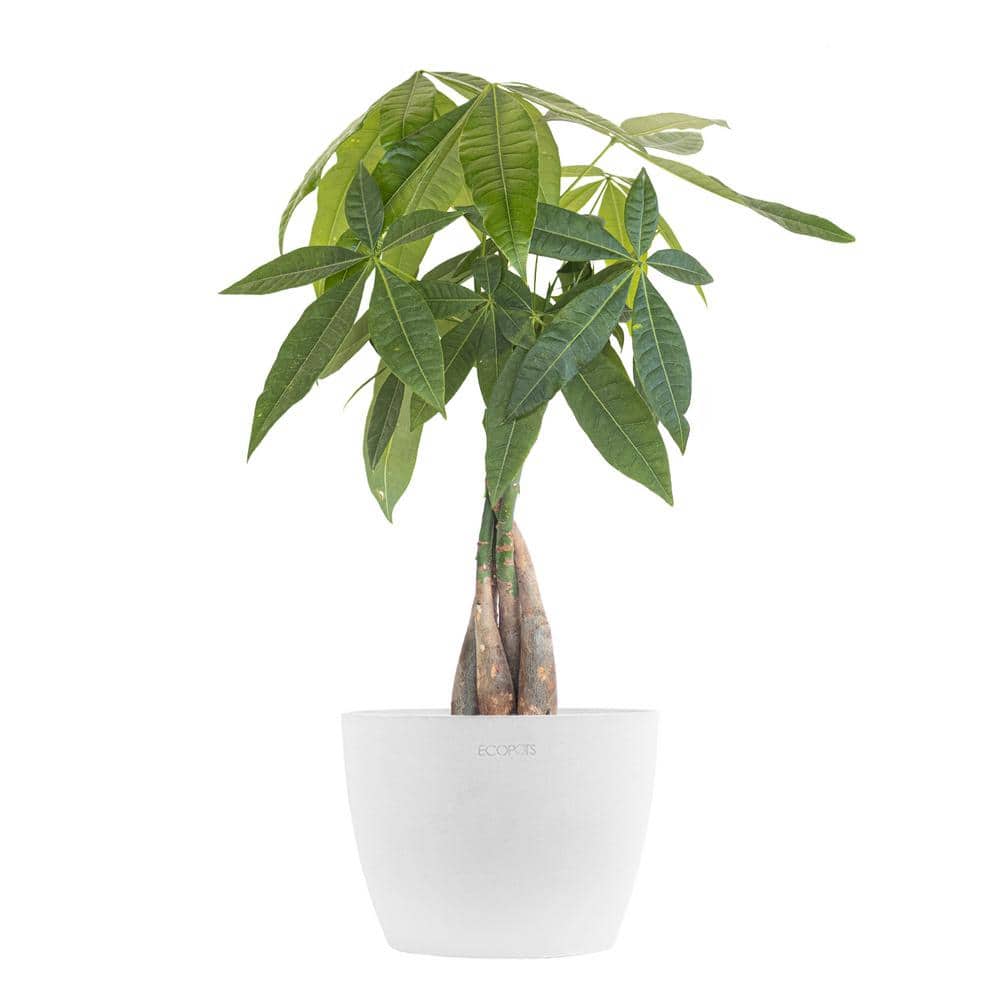 Money tree Live Pachira Aquatica in 6 inch Premium Sustainable Ecopots Pure White Pot with Removeable Drainage Plug price history on PriceWatchPro