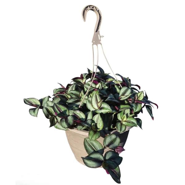 1.8 Gal. Tradescantia Zebrina Purple in 11 In. Hanging Basket