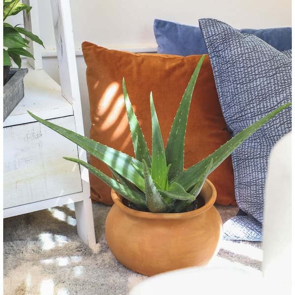 Live Aloe Vera Succulent Plant in 1G Grower Pot (Approx. 24 in. Tall), Drought Tolerant Succulents, Easy Live Houseplant