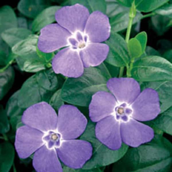 FLOWERWOOD Vinca Minor 3-1/4 in. Pots (54-Pack) - Blooming Groundcover Plant