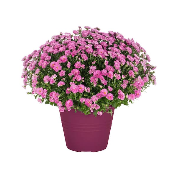 8.5 In. 1 Gal. Mum Chrysanthemum Annual Plant in Decorative Planter with Purple Flowers (1-Pack)
