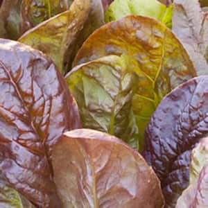 1.19 qt. Red Romaine Lettuce Plant (6-Pack)