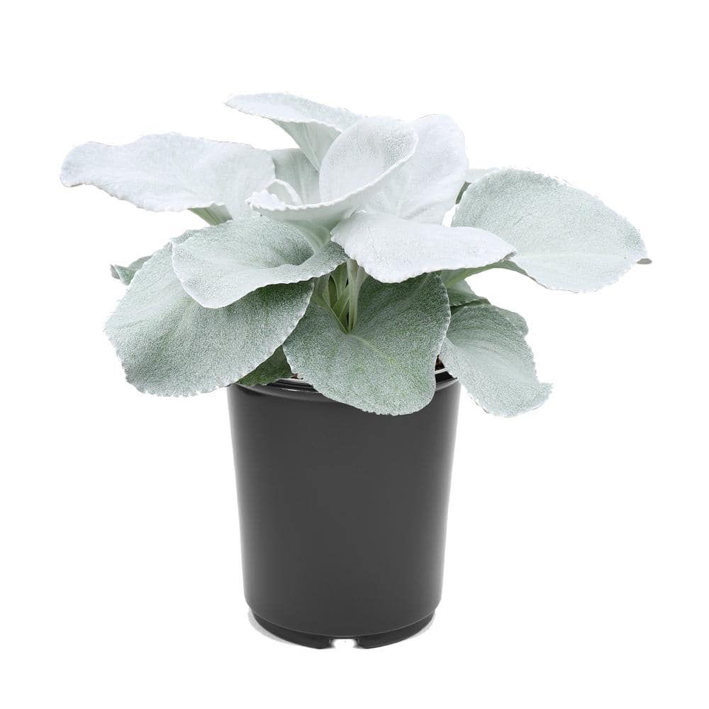 2.5 qt. Senecio Angel Wings Annual Plant with No Flowers-(1-Pack)