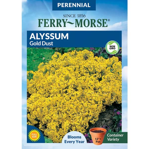 Ferry-Morse Alyssum Gold Dust Flower Seeds 5065 - The Home Depot