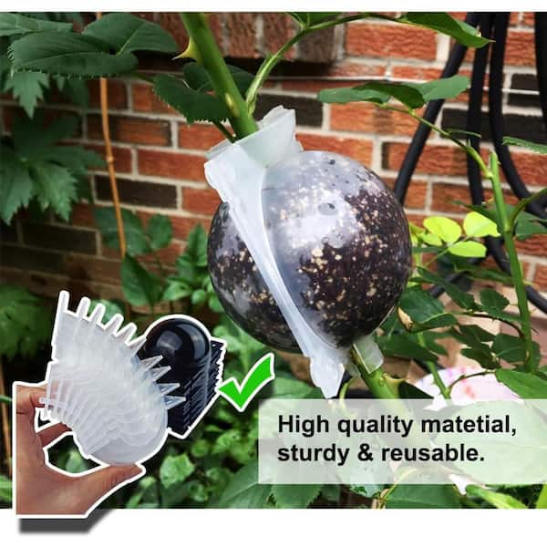 black zz plant Rare Black Raven ZZ Plant - Zamioculcas zamiifolia - 6
