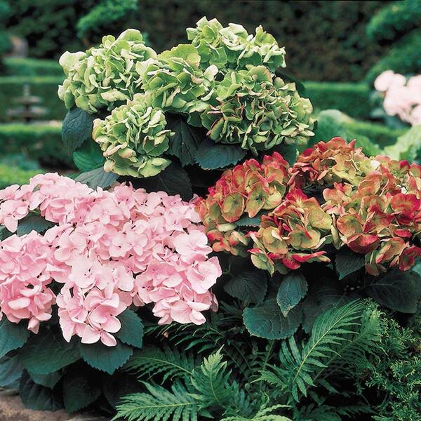 Spring Hill Nurseries Kaleidoscope Hydrangea, Live Deciduous Jumbo Bareroot Plant, Multi-Colored Flowering Shrub (1-Pack)