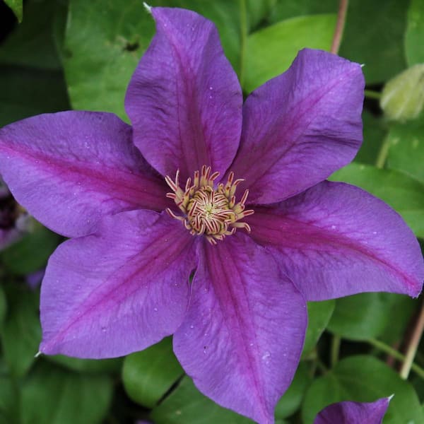Clematis Reiman-10 Live Plants in 4 in. Growers Pots-Clematis 'Reiman'-Starter Plants Ready for the Garden
