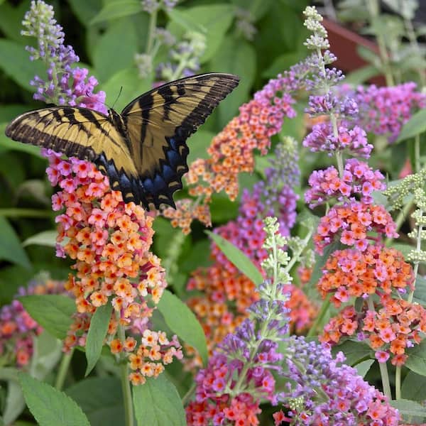 national PLANT NETWORK 3 gal. Buddleia Bicolor Shrub with Multicolor Flowers