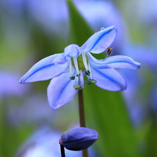 Longfield Gardens Scilla Siberica Blue Bulbs (25-Pack)