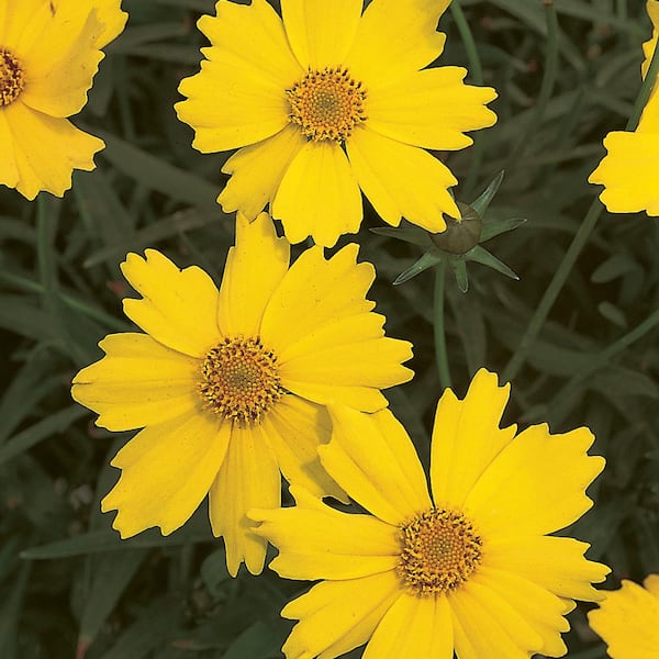 ALTMAN PLANTS 2.6 Qt. #1 Gold and Orange Tickseed Plant