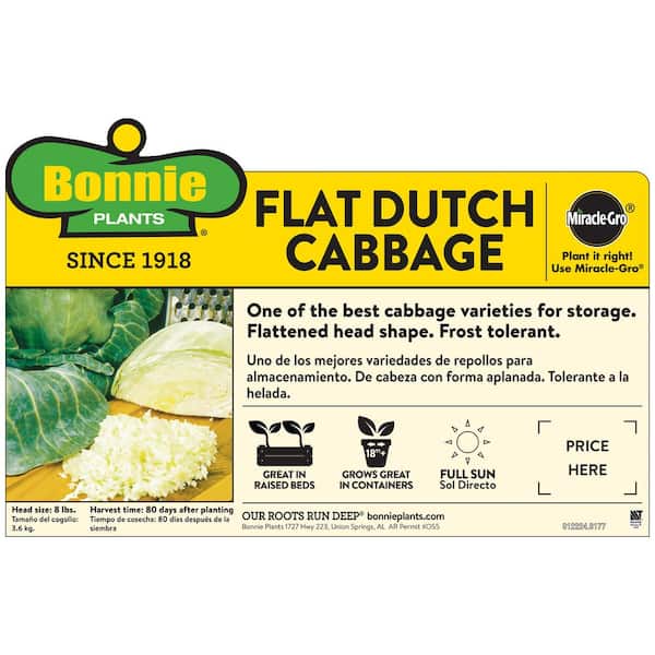 6PK Cabbage - Flat Dutch