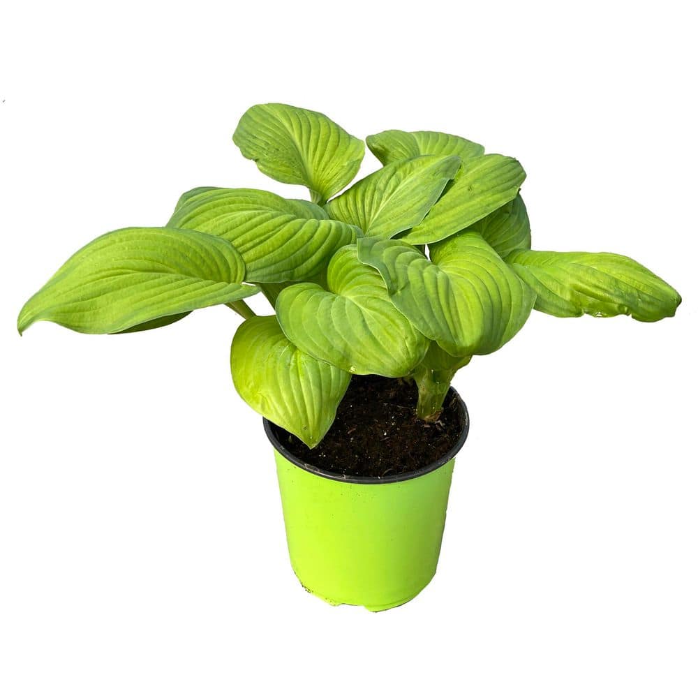 1.5 GL Hosta Guacamole Perennial Plant with White Flowers-1 Pack