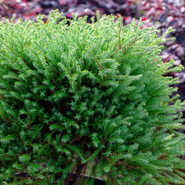 2.5 qt. Pancake Arborvitae (Thuja Occidentalis) Evergreen Shrub with Low-Growing Blue-Green Foliage