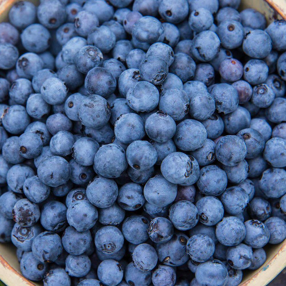 DIRECT GARDENING 3 Gal. Pot, Mini Blues Blueberry Bush Fruit Bearing ...