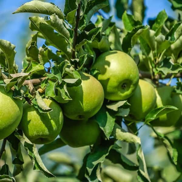 7 gal. Grannysmith Semi Dwarf Apple Decidous Tree
