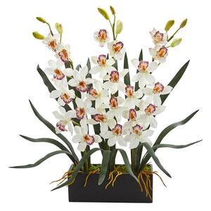 cymbidium 1564